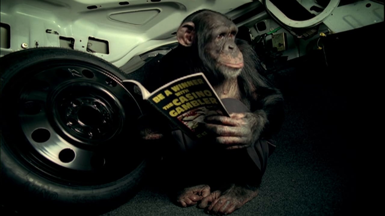 monkey holding magazine in trunk of vehicle