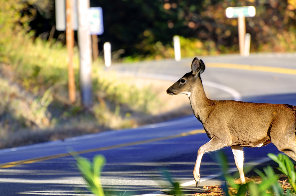 deer crossing road