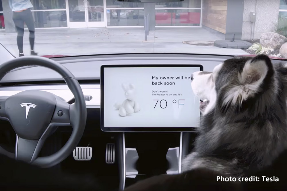 Dog in Tesla photo with dog mode screen