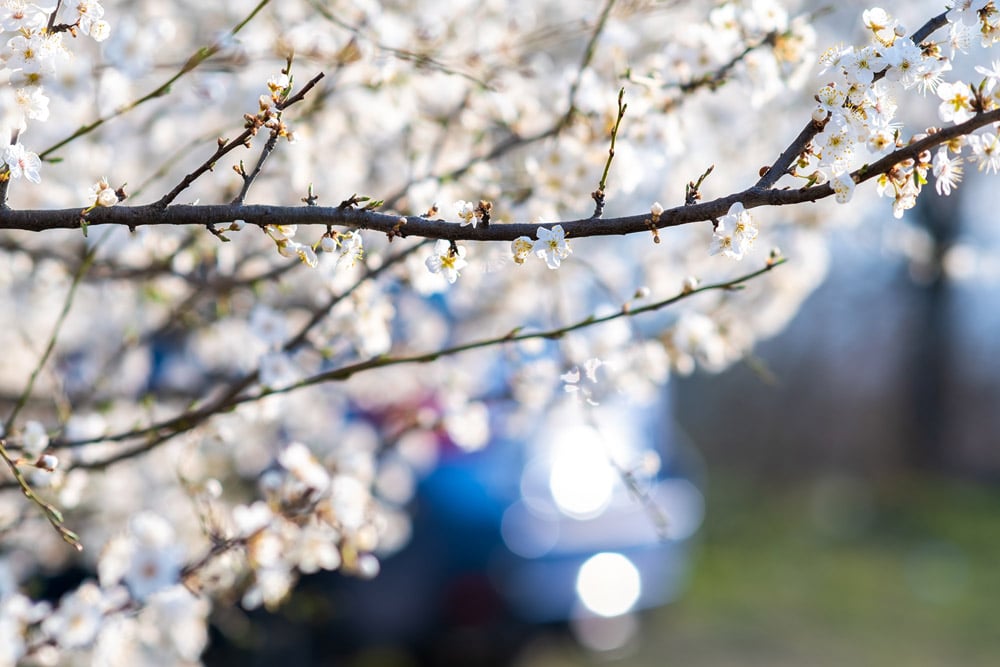 spring in bloom